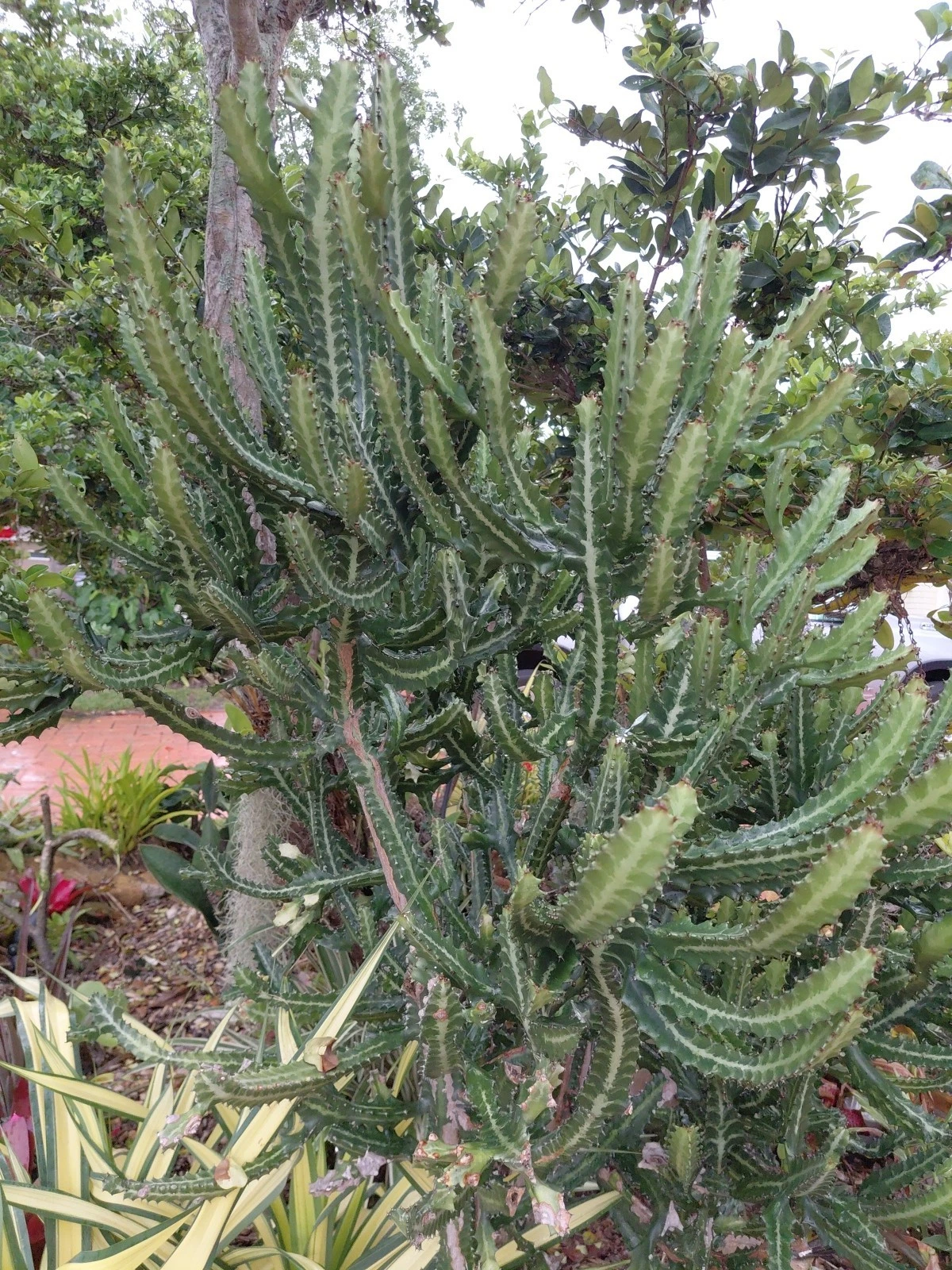 Large Euphorbia lactea Candelabra Succulent Cutting – Dragon Bones Cactus Unrooted Propagation Piece