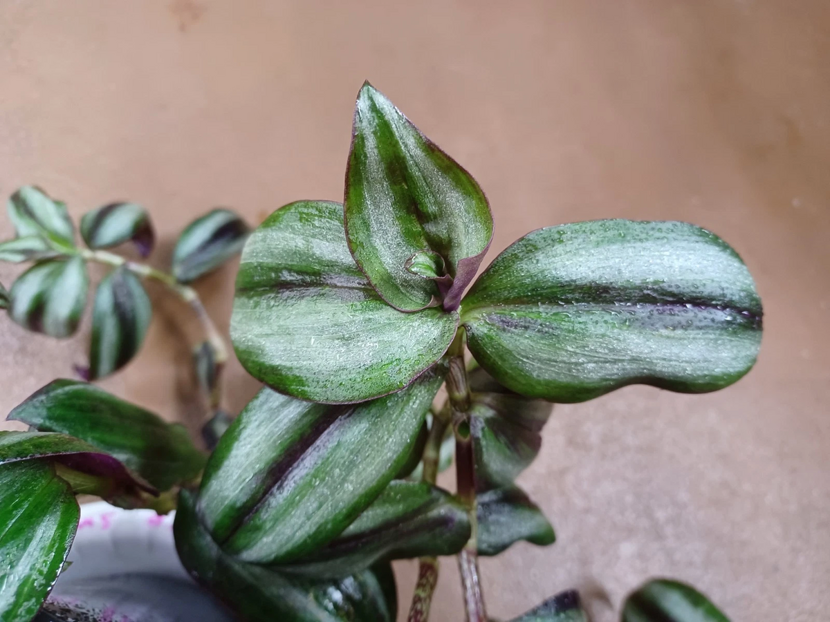 Tradescantia Zebrina Silver Smudge Cuttings – Live Wandering Jew Houseplant Propagation Material