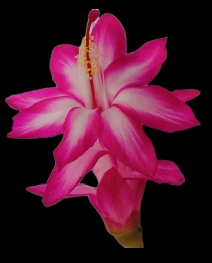 Thanksgiving Christmas Cactus Cuttings for Planting – 3 Unrooted Pink and White Schlumbergera Stems