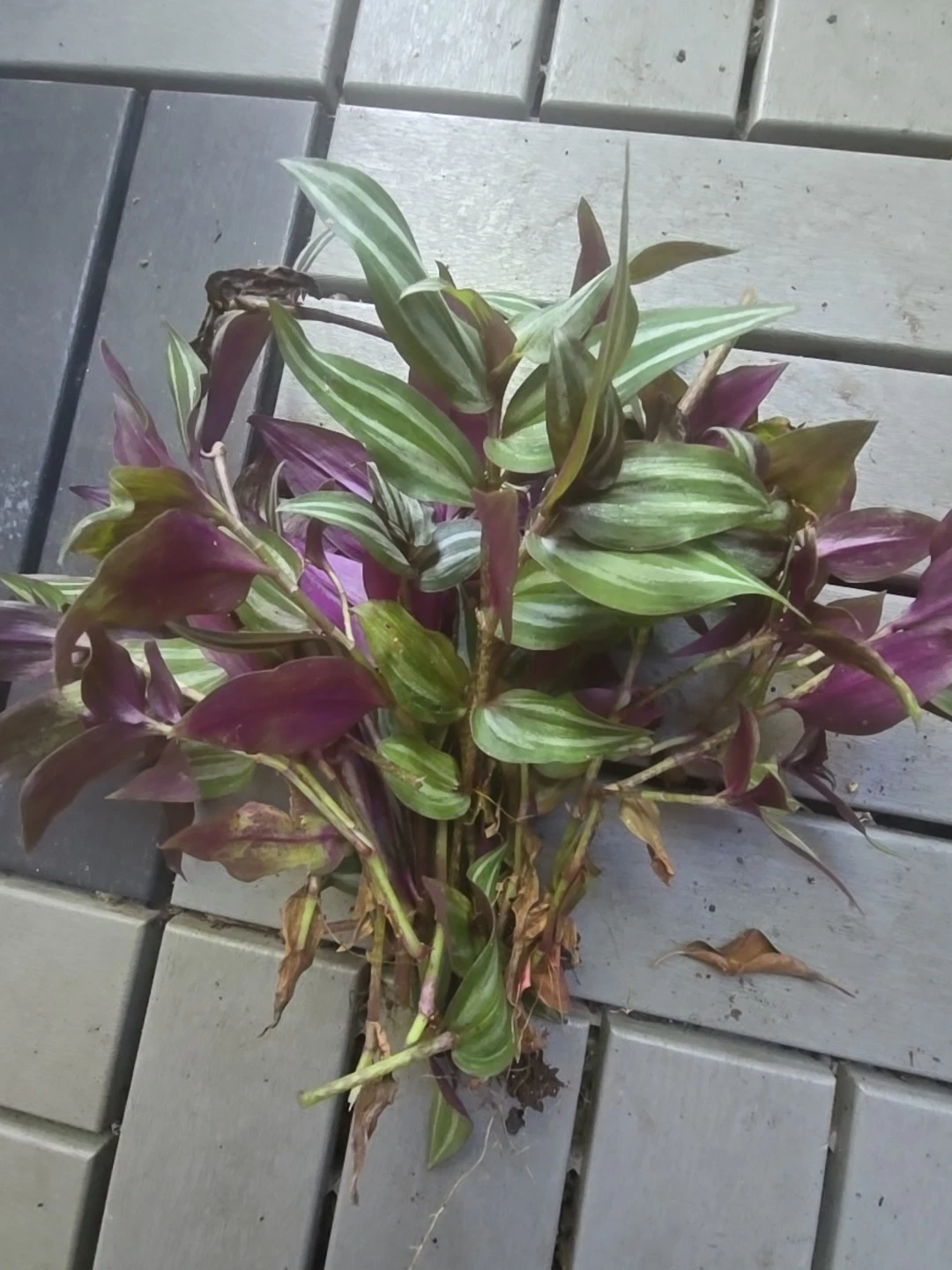 Tradescantia Zebrina Cuttings – 10 Unrooted Wandering Jew Plant Propagation Cuttings, Purple Green Foliage