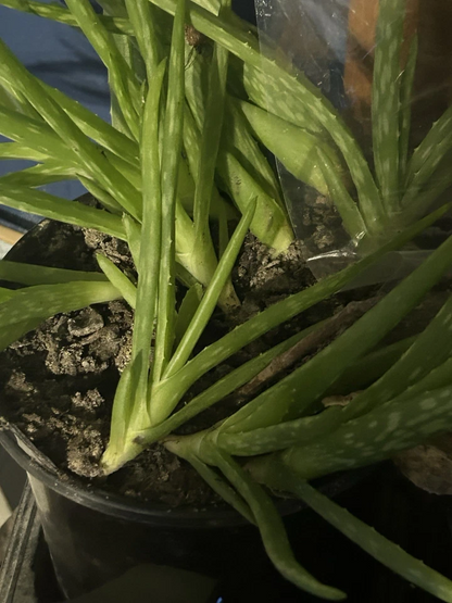 Aloe Vera Rooted Pups for Planting – 3 Live Plants, 5–10 Inch Succulent Starters for Indoor or Outdoor Growing