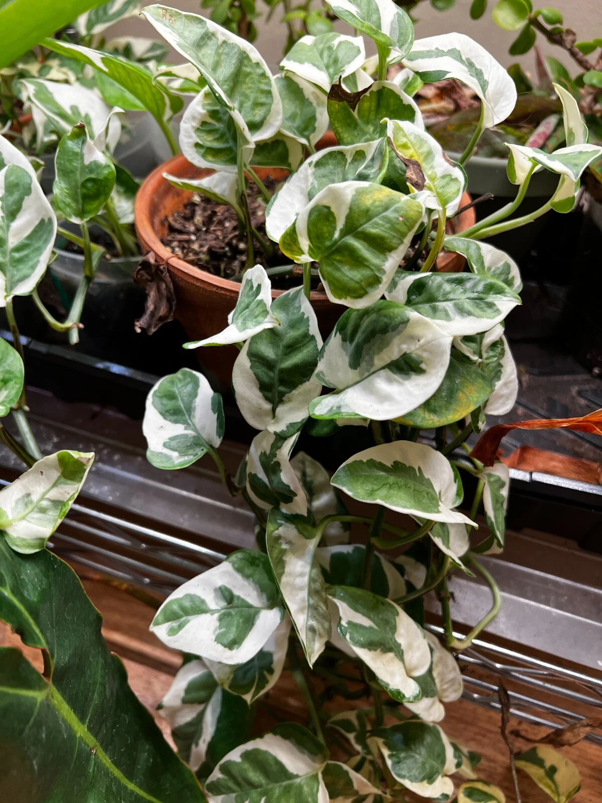 3 N’Joy Pothos Unrooted Cuttings – Variegated Green & White Houseplant Vines, Epipremnum aureum, Indoor Propagation Starter