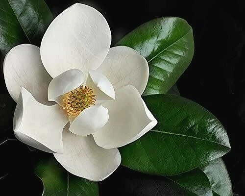 Southern Magnolia Tree Cuttings Set of 8 | Unrooted Magnolia grandiflora Propagation Cuttings for Grafting or Rooting