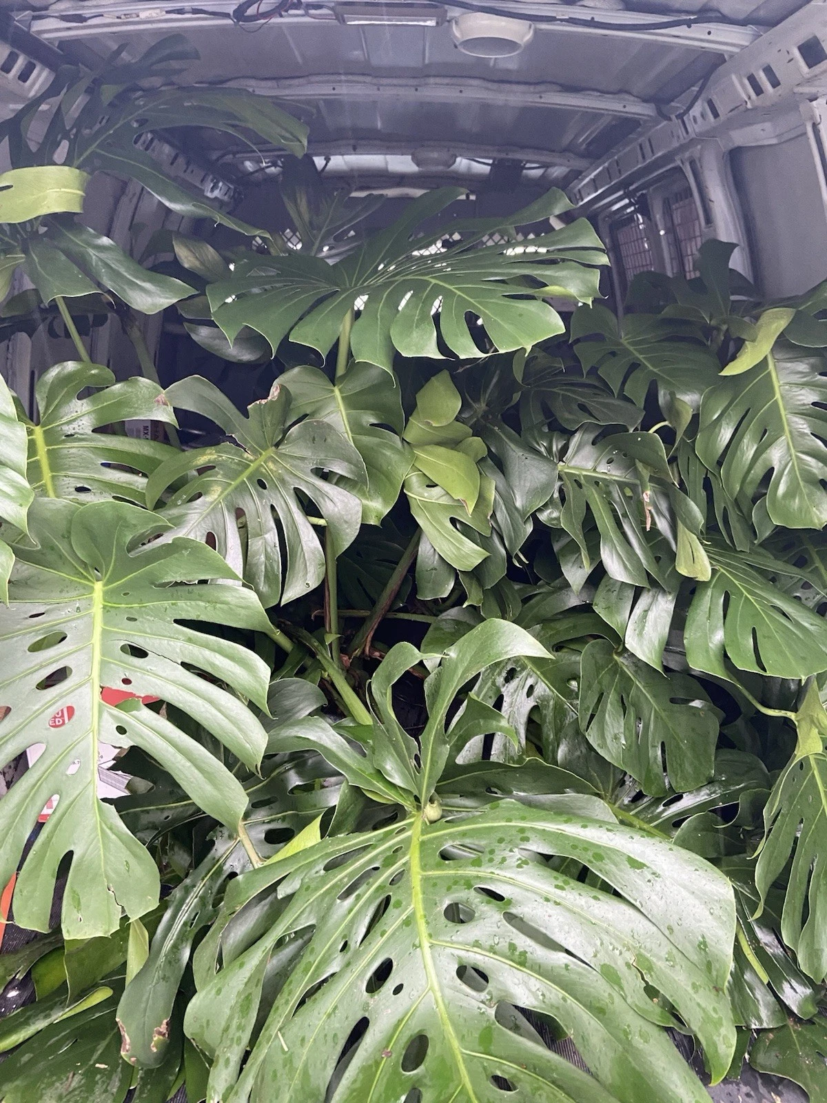 Fully Rooted Monstera Deliciosa Live Plant – Tropical Houseplant with 2–3 Leaves, Indoor Foliage, Scientific Name Monstera deliciosa