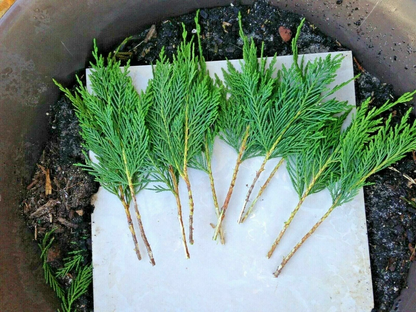 15 Leyland Cypress Cuttings – 6–7" Unrooted Stems for Privacy Screens, Fast-Growing Evergreen Tree Starter Lot