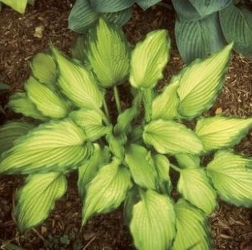 Hosta Emerald Ruff Live Plant – 2.5-Inch Potted Ornamental Perennial for Shade Gardens