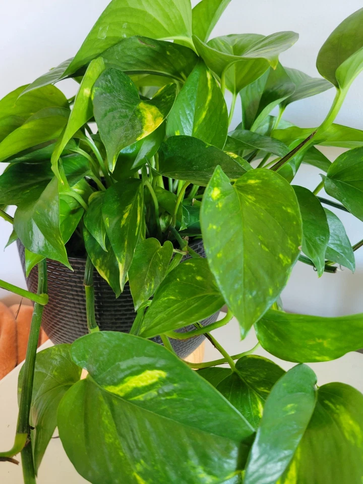 Pothos Hawaiian Cuttings – 3 Unrooted Epipremnum aureum Golden Variegated Trailing Houseplant