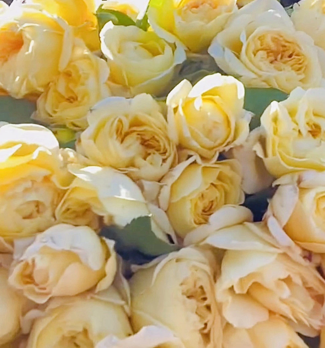 Moonlight Romantica Rose Cuttings – 3 Unrooted 6" Hybrid Tea Rose Stem Propagation Live Starter
