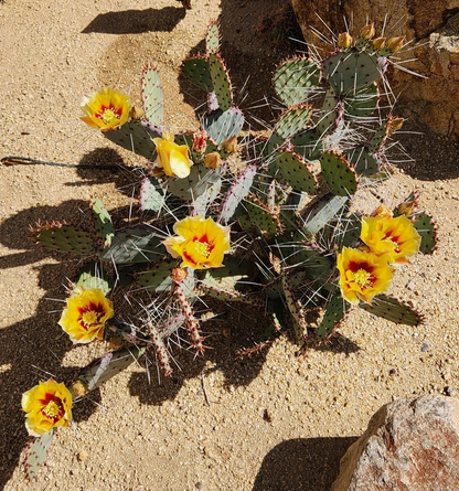 Opuntia Macrocentra Black Spine Prickly Pear – 1 Live Cactus Pad Cutting, Purple-Tint Desert Cactus Starter