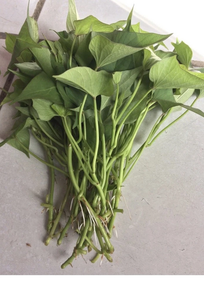 10 Okinawa Purple Sweet Potato Slips – Fresh Organic Cuttings, Ipomoea batatas Starter Plants (Khoai Lang)