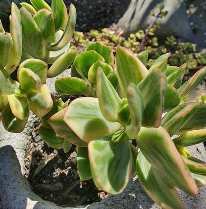Variegated Jade Cuttings – 3 Crassula ovata Variegata Yellow Green Succulent Stems, Unrooted Live Plants