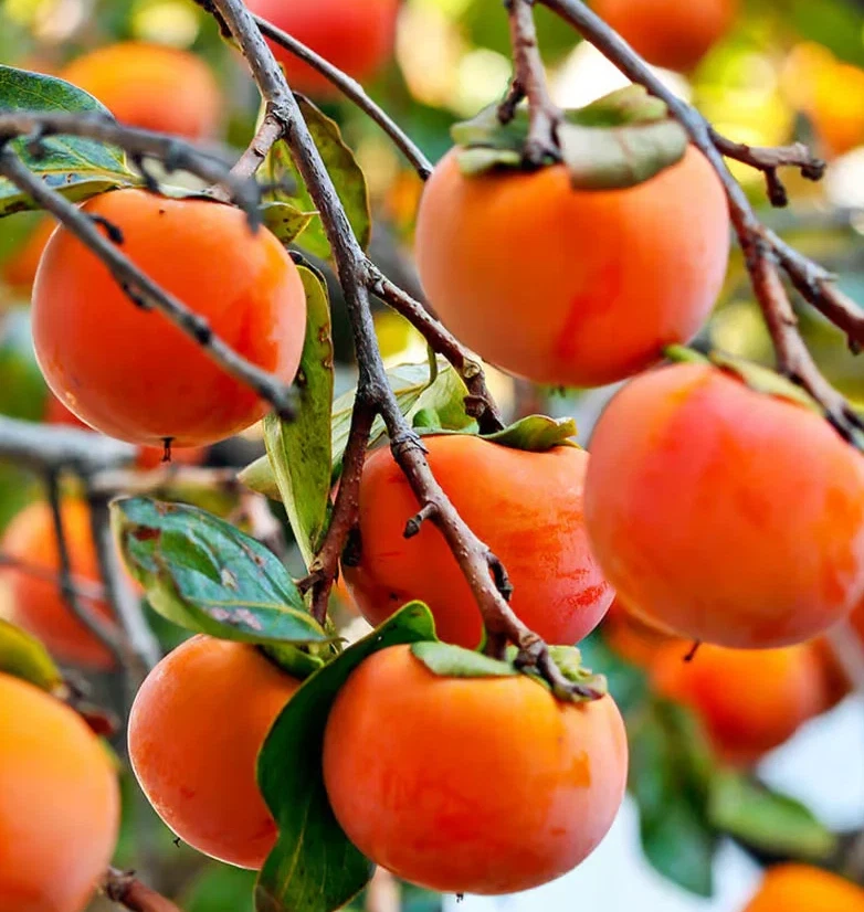 Japanese Fuyu Persimmon Scion Cuttings – 6-8 Inch Dormant Grafting Propagation Diospyros kaki
