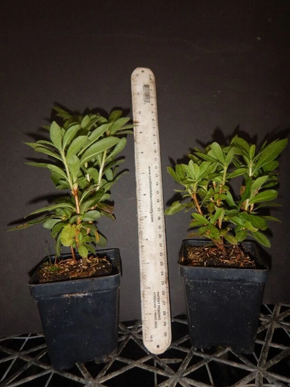 Escatawpa Aromi Azalea Starter Plant – Deciduous Rhododendron Shrub, Live Plant May Be Dormant