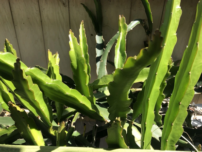 White Dragon Fruit Cuttings for Planting – 2 Unrooted 18 Inch Hylocereus undatus Pitaya Cactus Cuttings
