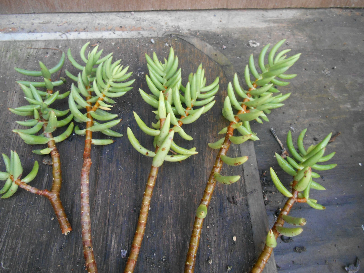 Crassula Tetragona Mini Pine Tree Succulent Cuttings – 5 Live 5-7" Hardy Succulent Stems for Rooting, Indoor & Rock Garden Decor