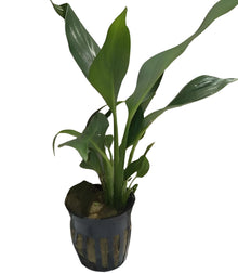 Aquarium Peace Lily Spathiphyllum Wallisii Live Aquatic Plant