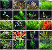 Texas Aquarium Plant Bundle 20 Species Live Aquarium Plants Package