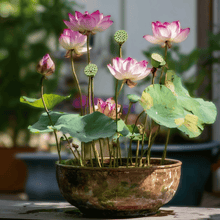 Sacred Lotus Seeds - Water Garden Aquatic Plant - Pink Fragrant Flowers - Nelumbo nucifera - 5 Seeds