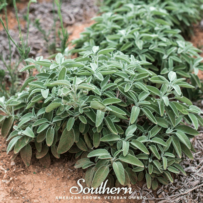 Extrakta Sage – 30 Seeds