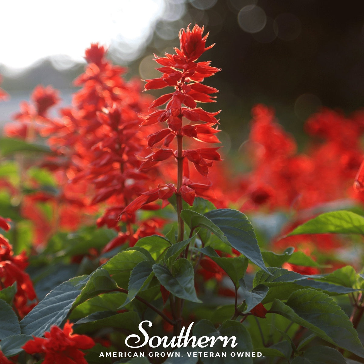 Scarlet Sage Seeds – Heirloom Tropical Sage, Bright Red Flowers, Attract Hummingbirds & Butterflies, 100 Non-GMO Seeds