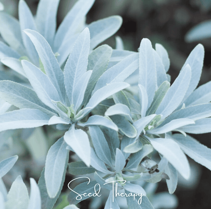 White Sage – 50 Seeds