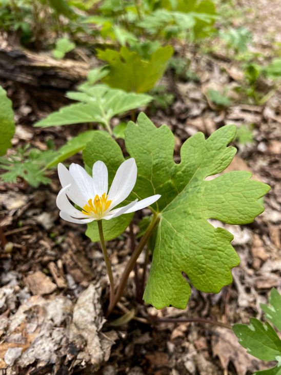 Bloodroot Perennial Bare Root Plants – Set of 9, Native Wildflower for Shade Gardens, Early Spring Blooms, Sanguinaria canadensis