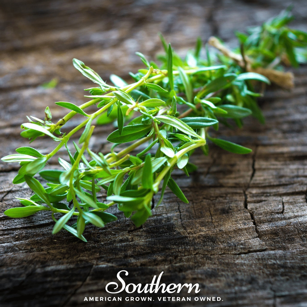 Summer Savory Seeds – Heirloom, Non-GMO, Culinary Herb, Satureja hortensis, 100 Seeds
