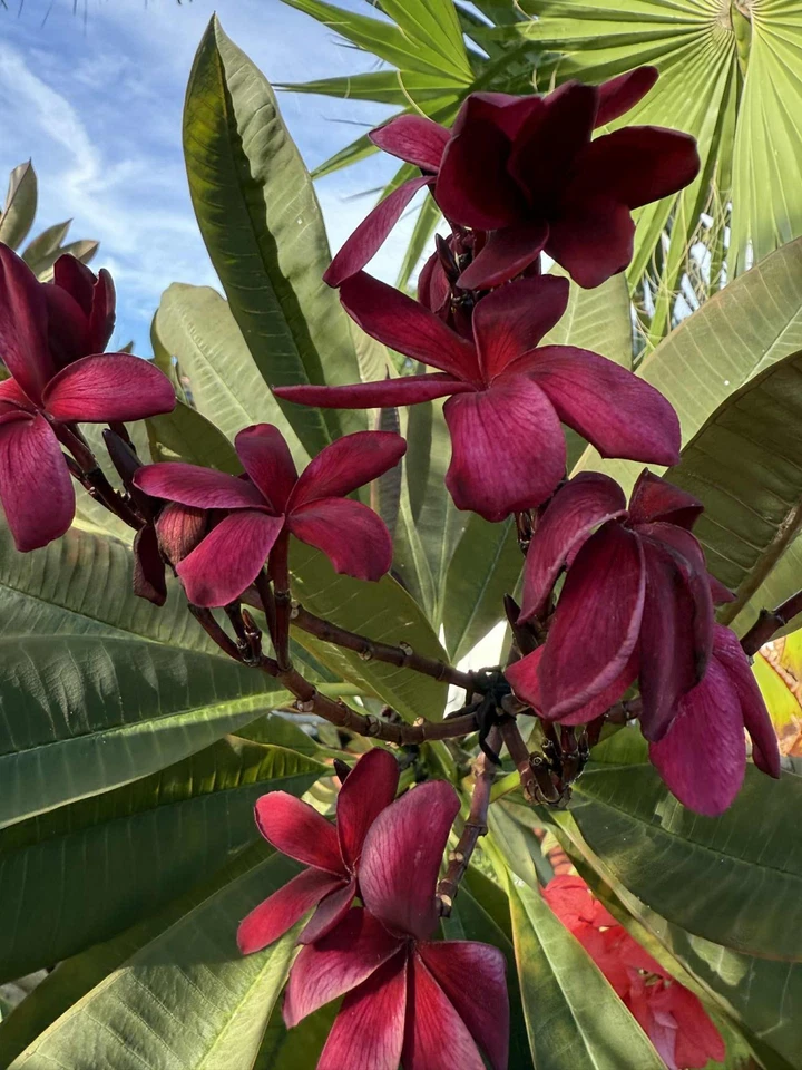 Hawaiian Deep Red Ulaula Plumeria Cutting – 10 Inch Y-Shaped Frangipani for Propagation – Plumeria rubra Cultivar