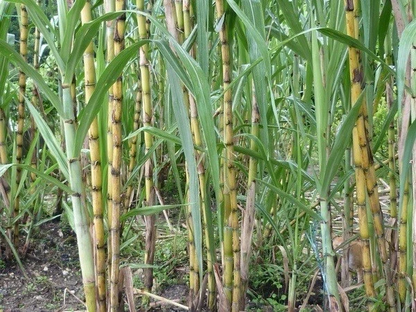 Sugarcane Rooted Cuttings – 5 Live Saccharum officinarum Plants, Tropical Cane Starter for Planting