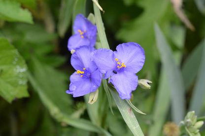 Tradescantia virginiana Cuttings - 10 Blue Spiderwort Stems, Rooted/Unrooted