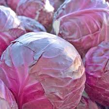 250+ Red Acre Cabbage Seeds | Brassica oleracea | Non-GMO Heirloom Red Cabbage for Garden Beds & Cool Season Harvests