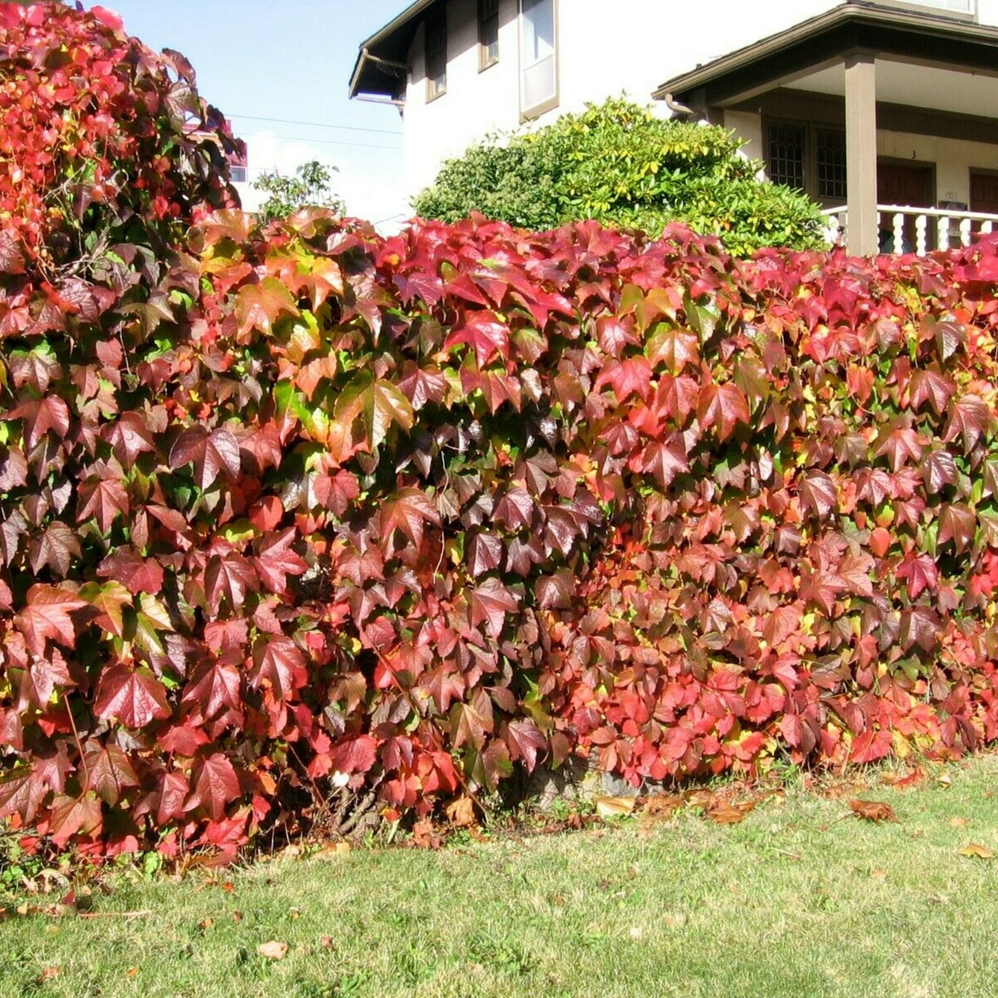 Virginia Creeper Perennial Rooted Cuttings 5"-8" - Parthenocissus quinquefolia, Hardy Vine, Fast-Growing, Ground Cover, Outdoor Garden Plant