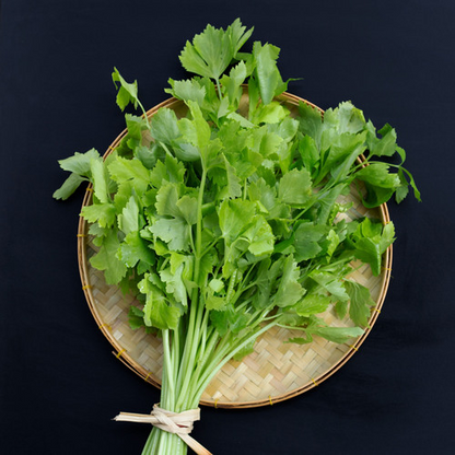 1350 Seeds Chinese Celery Kintsai Dark Green – Apium graveolens | Heirloom Celery for Planting, Gardening & Fresh Culinary Use