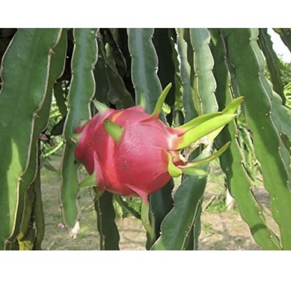Vietnam White Dragon Fruit Cuttings - 8” to 24” Rare Pitaya, Fast-Growing, Sweet Tropical Fruit, Self-Pollinating, Exotic Cactus Climber