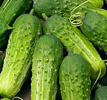 50 Cucumber Seeds for Planting | Cucumis sativus | Non-GMO Vegetable Seeds | Easy to Grow in Gardens, Beds, or Containers