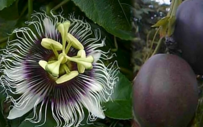 5 Possum Purple Passion Fruit Plants - Passiflora edulis | Live Starter Vines | Edible, Self-Fertile Tropical Fruit for Garden or Trellis