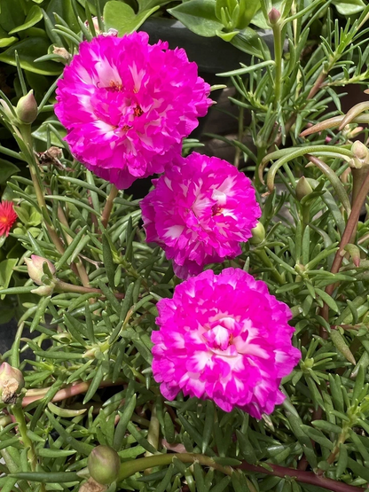 Portulaca Grandiflora Irin 5 Unrooted Cuttings 5" Rare Color Moss Rose Purslane Succulent