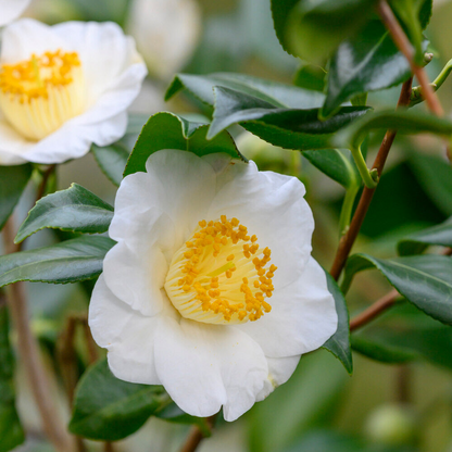 Camellia sinensis Cuttings - 6 Count - Cold Hardy Tea Plant - Zone 6b