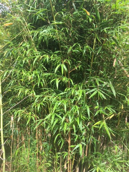 Thai Clumping Bamboo Cuttings, Bambusa dolichomerithalla 'Green Stripe', 12 Live Culms, USDA Zones 9-11, Privacy Screen