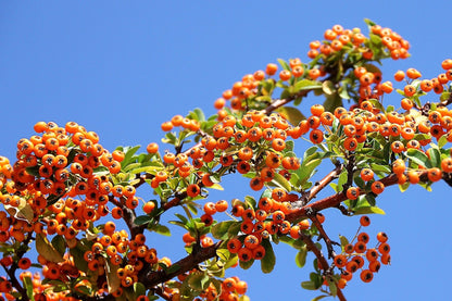 100 SEABERRY Sea Buckthorn Elaeagnus Hippophae Rhamnoides Orange Berry Fruit Shrub Yellow Flower Silver Foliage Seeds