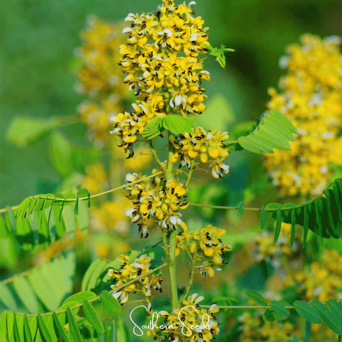 Wild Senna Seeds – Native Perennial Flower for Pollinator Gardens, Bright Yellow Blooms, Senna hebecarpa, 20 Seeds
