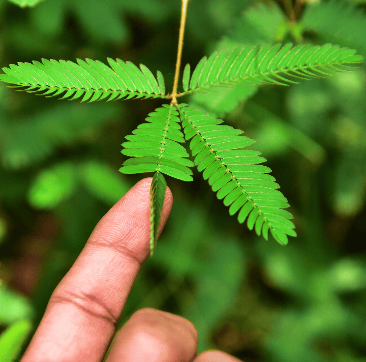 Sensitive Plant Seeds – Mimosa pudica Touch-Responsive Indoor Houseplant – 50 Heirloom Seeds