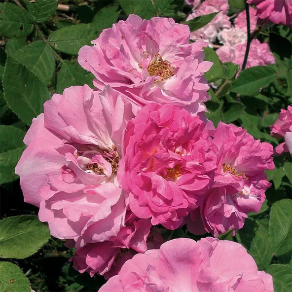 Pink Seven Sisters Rose Cuttings – Heirloom Climbing Rose, Antique Rose Propagation, Fragrant Pink Blooms, Old Garden Rose, Zones 4-9