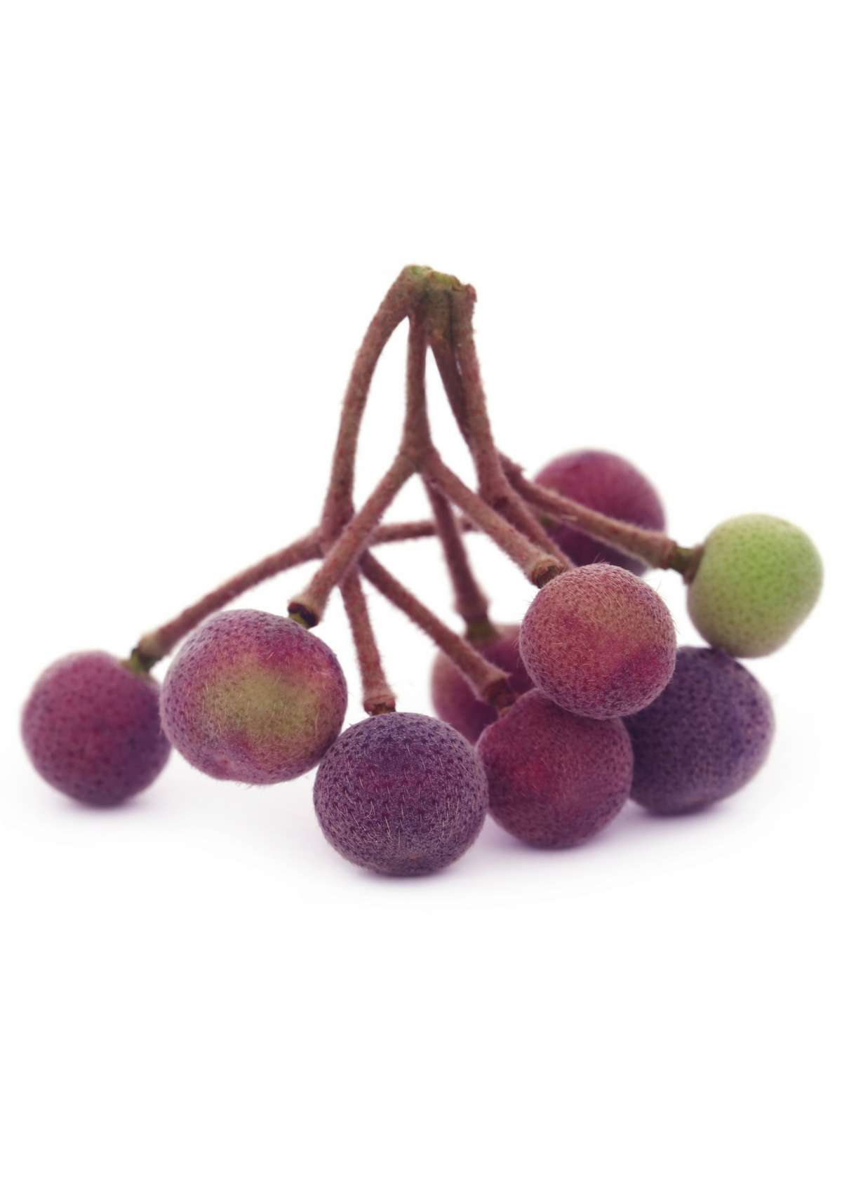 Sherbet Berry Plant | Grewia asiatica | Small Shrub with Dark Purple Fruits | Superfruit, Edible Berries, Nutrient-Dense