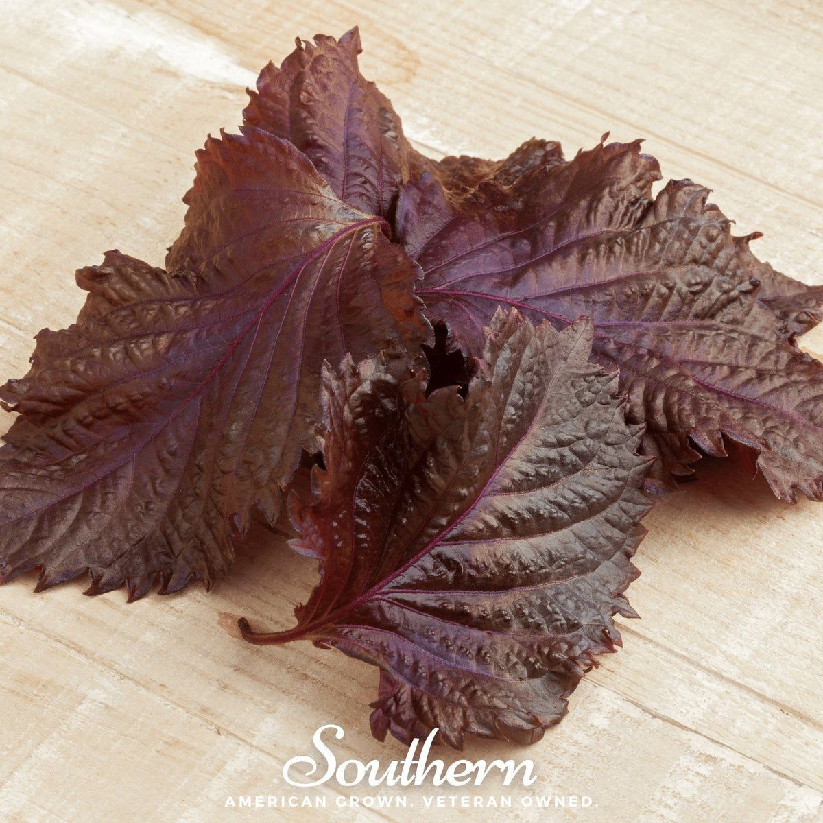 Red Shiso Seeds – Heirloom Perilla frutescens, Ornamental & Culinary Herb, Deep Reddish-Purple Foliage, 200 Seeds