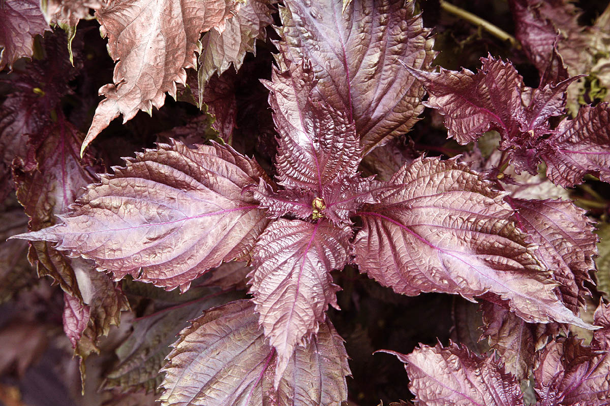 Organic Red/Purple Perilla frutescens 'Shiso' Herb Plants – Edible, Non-GMO, Japanese Korean Cuisine, Aromatic, Pollinator Friendly