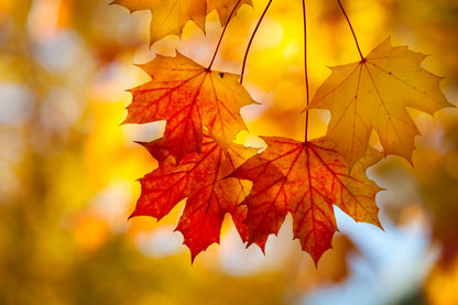 25 SUGAR MAPLE Syrup TREE Native Rock Fall Color Acer Saccharum Seeds