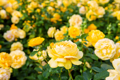 5 YELLOW ROSE Rosa Bush Shrub Perennial Flower Seeds