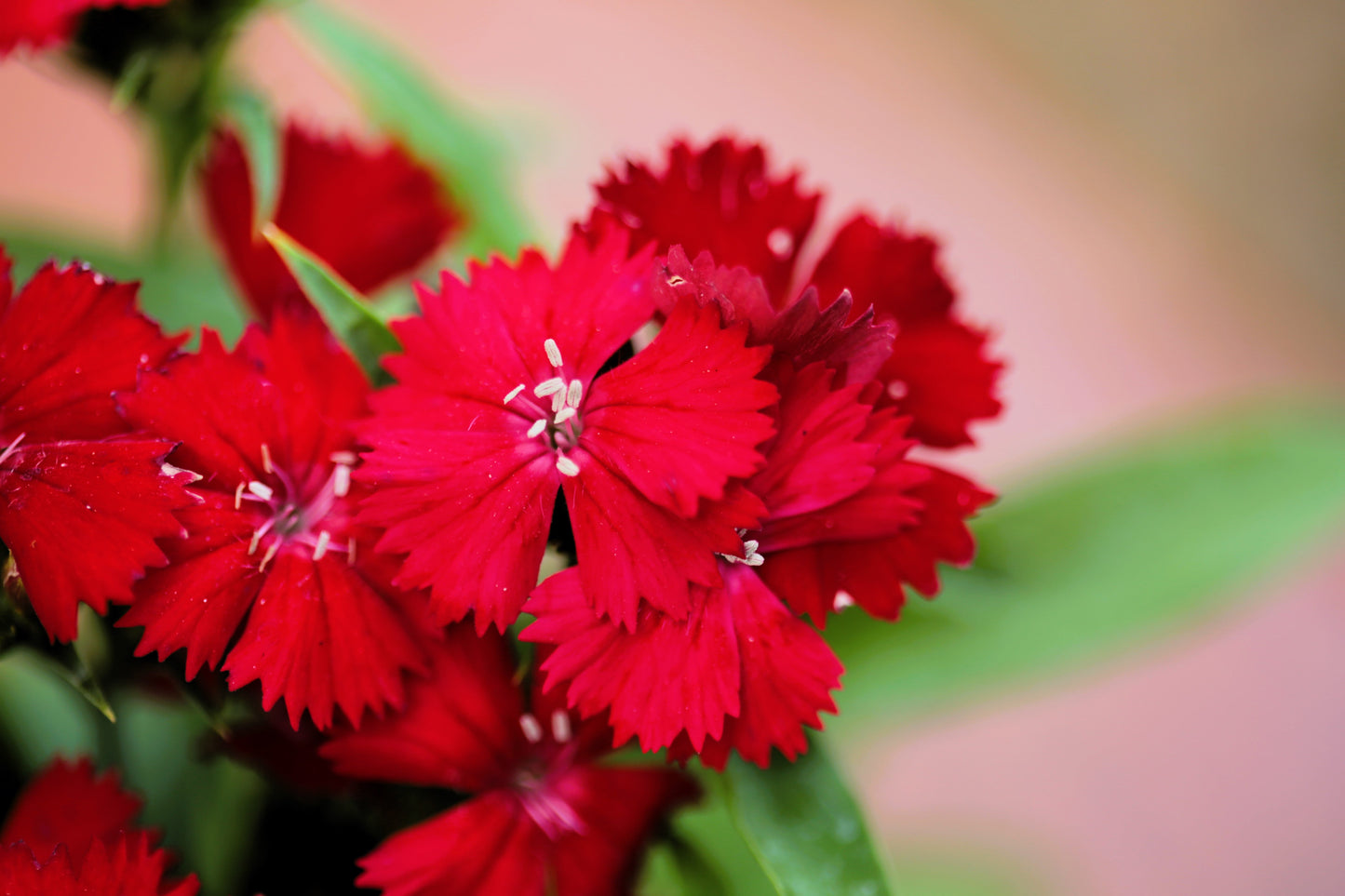100 RED CARDINAL DIANTHUS Deltoides Flower Seeds