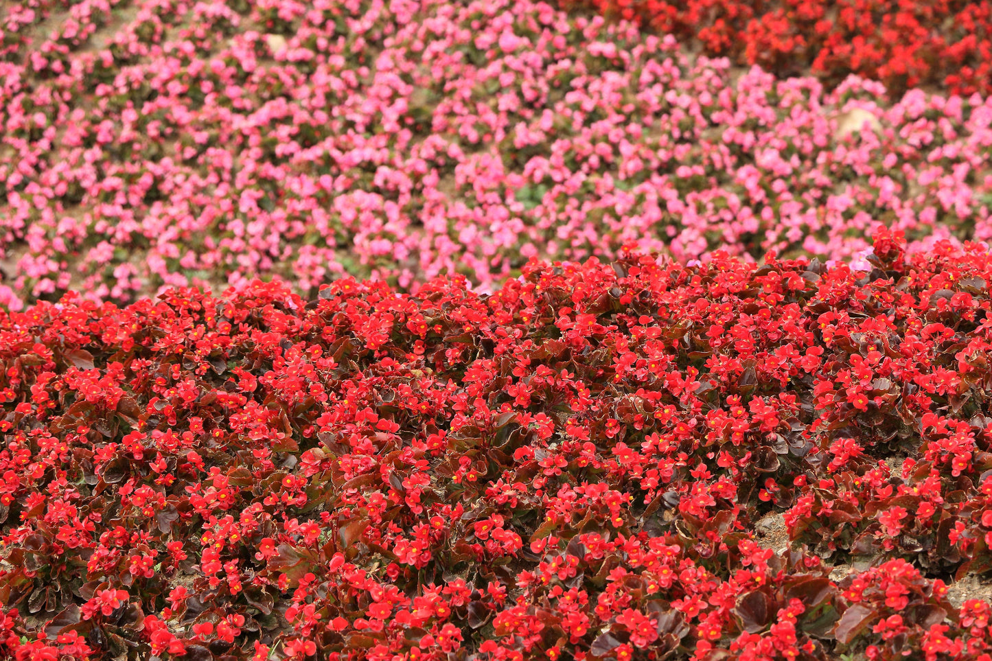 25 WAX MIXED BEGONIA Semperflorens Fibrous Mixed Colors Red Pink White Two Tone Shade Flower Seeds